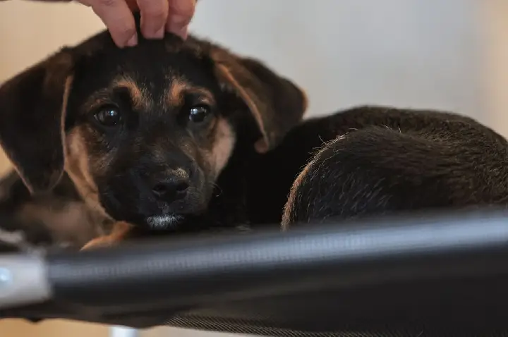 Lei define guarda compartilhada de pets; veja detalhes