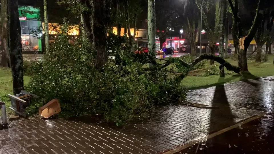 Fortes ventos derrubam árvore e outdoor no Centro de Cascavel