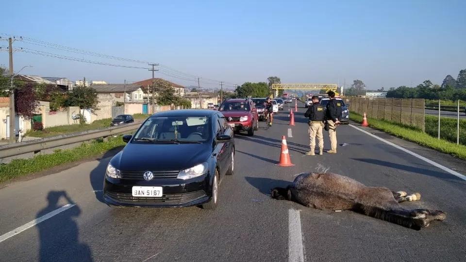 Motociclista morre após bater contra cavalo na BR 277