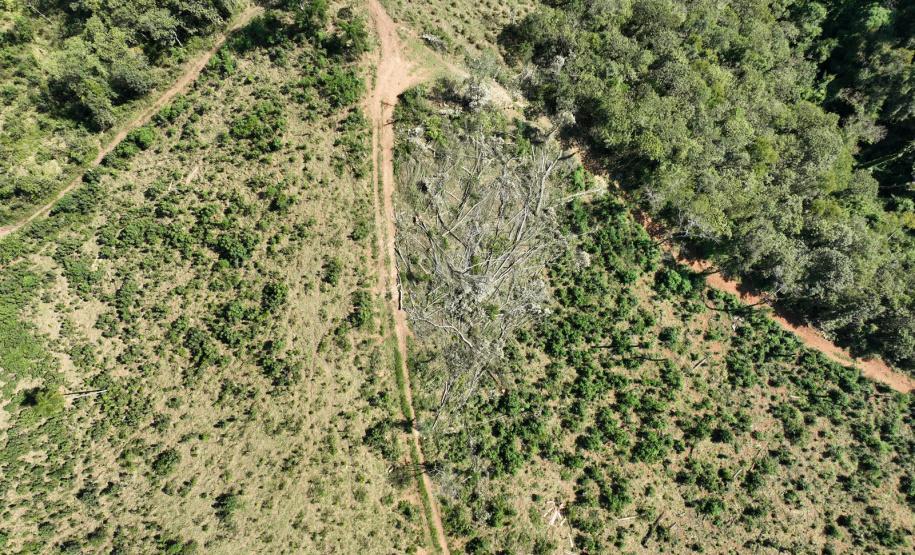 Nova plataforma dará ao IAT acesso a imagens diárias para controle de crimes ambientais