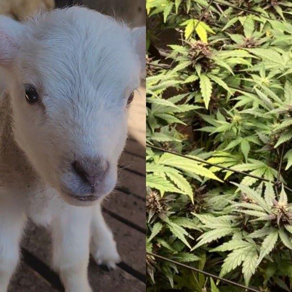 Ovelhas invadem estufa e comem plantação de cannabis na Grécia: 'pulavam mais que as cabras', diz dono de estufa