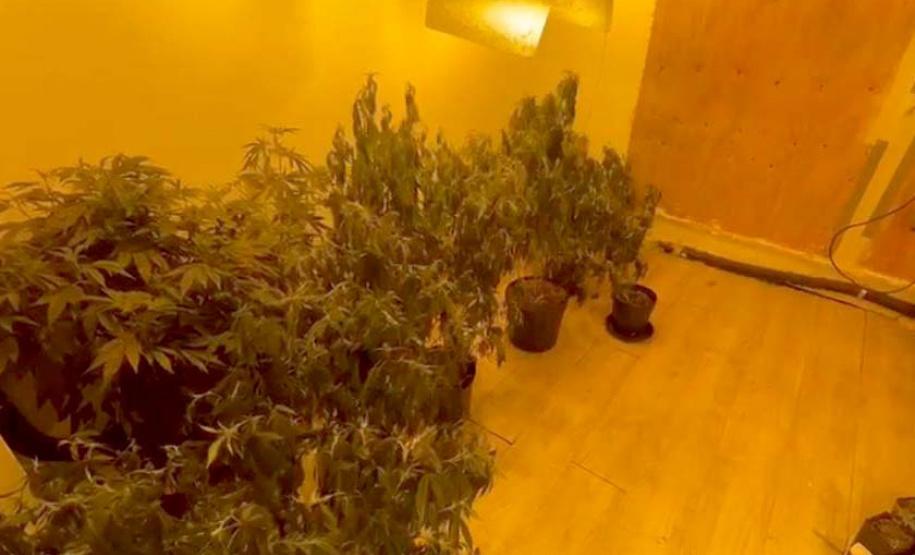 PCPR prende quatro homens e apreende 50 pés de maconha em Curitiba e RMC