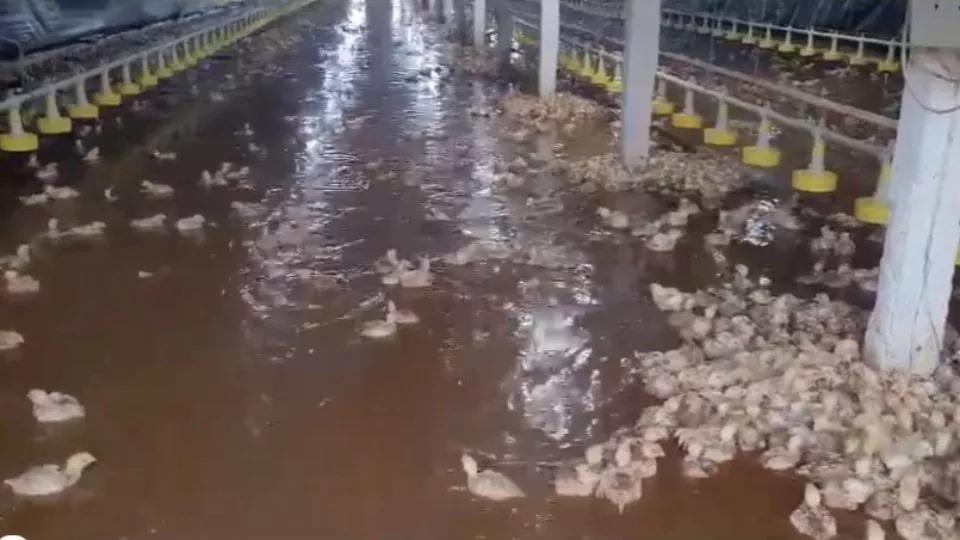 Frangos são carregados pela água da chuva em Dois Vizinhos