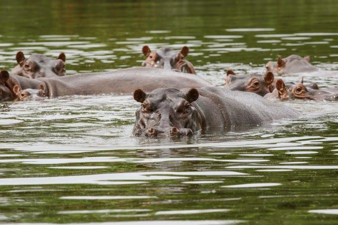 Hipopótamos de Pablo Escobar serão abatidos na Colômbia