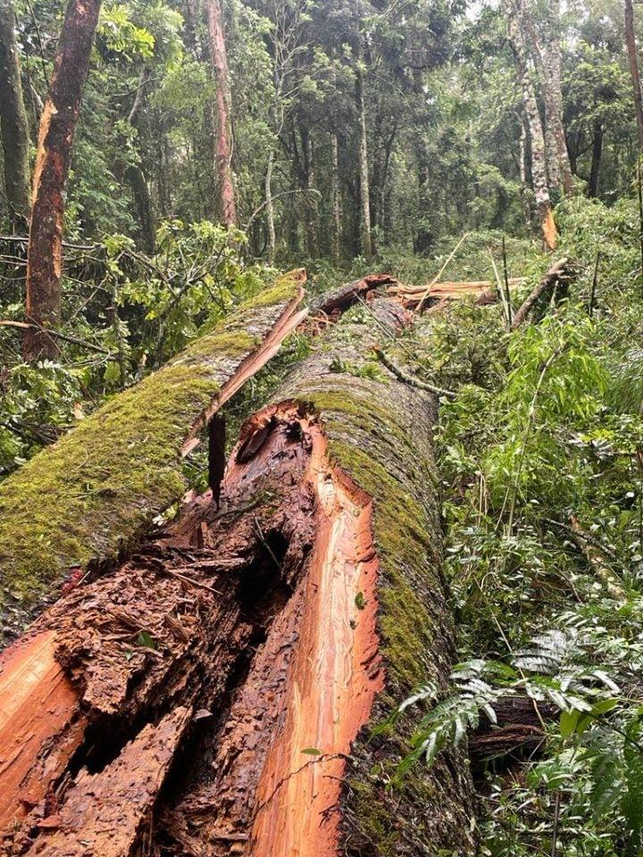 Rainha das araucárias” é derrubada por temporal do Paraná; Árvore tinha 750 anos de idade