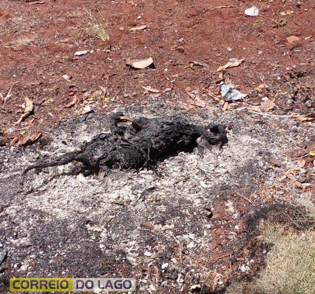 Homem é detido após matar cachorros a pauladas, um foi queimado