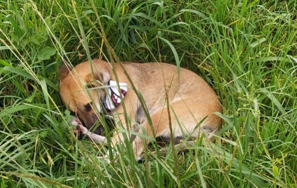 Cachorro fica ao lado do corpo do dono que morreu após ser atropelado na BR-277