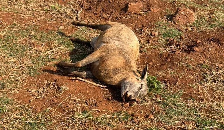 Onça ataca rebanho e mata sete ovelhas no interior de Maripá