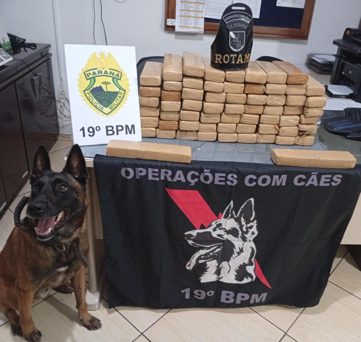 K9 Zeus Encontra Quase 50 Kg de Maconha Escondidos em Quitinete em Entre Rios do Oeste